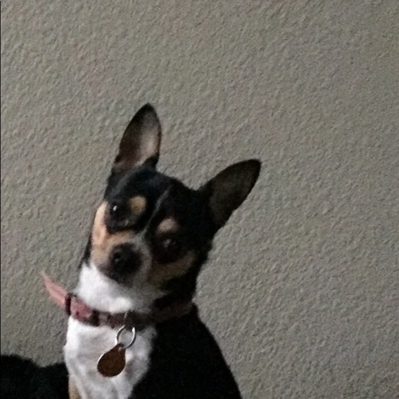 Meet your Posher, Sofia - Picture 1 of 1